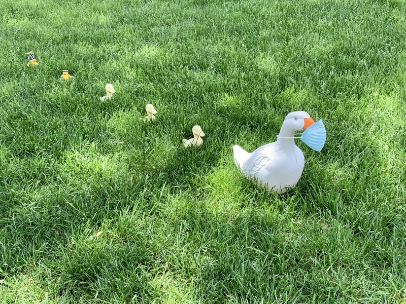 ducksmask